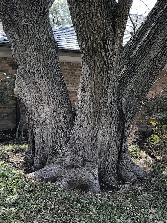 Mature heritage tree close to a Kingston property cared for by certified arborists